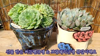 프리티다육에서 온 써든벨군생 amp 브랑체리군생 분갈이해요  감사합니다 구독자님 amp 프리티우먼님💕 예쁘게 잘 키워보겠습니다 [upl. by Ibok]