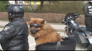 14042013  B 37 Neckargemünd  Motorradkontrolle  Highlight Hund fährt als Sozius auf Harley [upl. by Carrington]