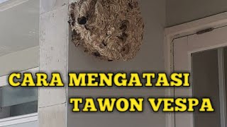 CARA MENGATASI TAWON VESPA DI RUMAH [upl. by Shama]