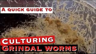 Culturing Grindal Worms A Quick Guide [upl. by Spatola]