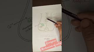 Reserpine mechanism of action  adrenergic antagonistic drug  pharmacology pharmacy [upl. by Hgielac]