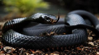 Black Mamba Africas Deadly Speedster [upl. by Griffis]