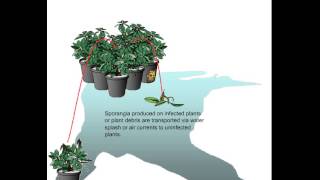 Phytophthora disease cycle [upl. by Adnoloy74]