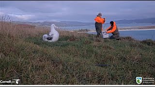 Royal Albatross  Rangers Sharyn amp Colin Weigh The Chicks 💕💕 61824 [upl. by Dev]