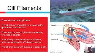 Gaseous exchange in Fishes  Respiration in Fishes [upl. by Kcirrej]