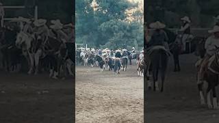 banda musica zacatecas coleadero rodeo [upl. by Ahtiuqal744]