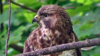 Buzzard Bird of Prey Close Up Hunting at Tehidy Woods  Chasse de Buse Variable [upl. by Wattenberg317]