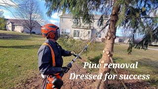 Pine Tree Removal [upl. by Combs]