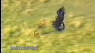 hunting wolves with a golden eagle in Mongolia KazajstánKy [upl. by Htebi828]