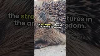 Echidna Facts You Wont Believe 🤯🐾 Four HeadsbrainupEchidnaFacts WildlifeWondersAmazingAnimals [upl. by Enilesor798]