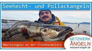 Auf Pollack und Seehecht an der Trondheimsleia  Angeln in Norwegen [upl. by Ogir]