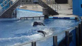 Show de Baleias  Sea World  Disney [upl. by Ativoj]