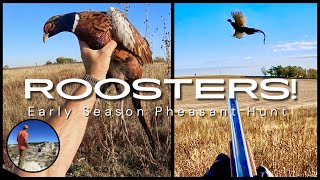 AWESOME Pheasant Hunt Early Season Roosters [upl. by Akcira433]