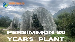 persimmon 20 years plant [upl. by Lennahc]