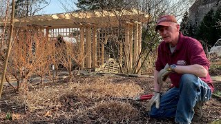 Gardeners Almanac March 15  Cutting Back Ornamental Grasses [upl. by Kirkwood]