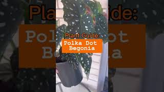 Everything you need to know about Polka Dot Begonia [upl. by Elimaj]