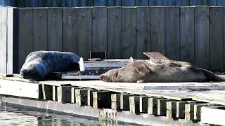 Grey Seals Brixham Breakwater 26124 [upl. by Hplodnar92]