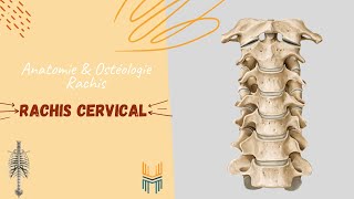 Anatomie amp ostéologie du Rachis Cervical  Anatomy amp Osteology of the Cervical Spine [upl. by Buller]