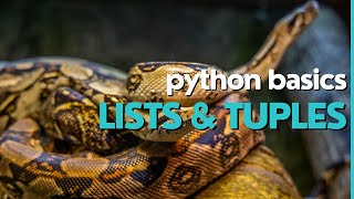 Python Basics lists vs tuples [upl. by Enra]