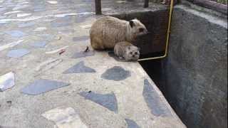 Hyrax and baby hyrax [upl. by Phenica]