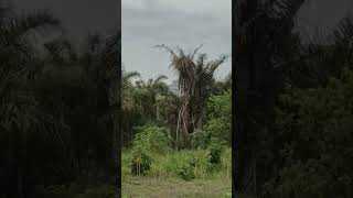 quotFeathers amp FurWhiteBellied Sea Eagle In Monkey Mayhemquot🦅🐒🐦‍⬛viral [upl. by Casandra]