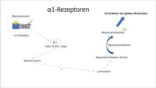 αRezeptoren und βRezeptoren [upl. by Bat]