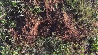 Mole Vole and Gopher Mound Identification [upl. by Nalani635]