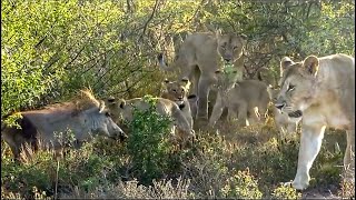 Lions VS Warthog Lion cubs learn to hunt Warthog fights back  Nico Brits [upl. by Ronnica]