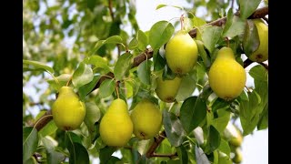 Im HR Obstbaum düngen im Herbst MIT Rabattaktion [upl. by Grimbald451]