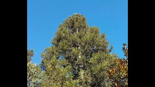 Growing Cryptomeria from seed  Sugi [upl. by Ardnauqal]