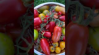 More 🍅tomatoes 🍅 highlights shorts garden plants tomato countryside [upl. by Saltzman]