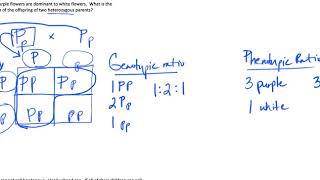 How do I work Genetics problems Part 1  Mendelian Genetics [upl. by Ilehs]