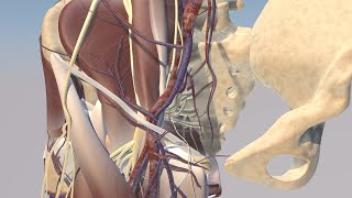 Pelvic Anatomy Tutorial [upl. by Landri]