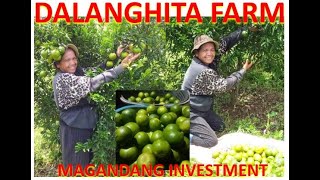 DALANGHITA FARM  NAPAKAGANDANG INVESTMENT ANG GREEN ORANGE NG PILIPINAS [upl. by Akeirahs]