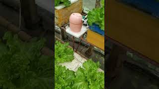 checkout my hydroponically grown lettuce kratkyhydroponics thankyouforwatching [upl. by Acirema]