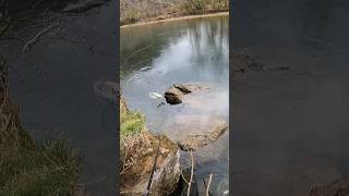 brown trout leaped out of water for it entertaining outdoors fishing [upl. by Ylrac]