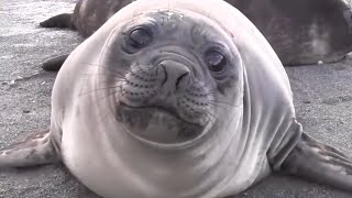 INCREDIBLE Encounter with Friendly Baby Elephant Seal EXTENDED CUT [upl. by Ahseenal]