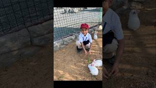 Shloku adoring the rabbits 🐇🐰 on his school trip to zoo  cute rabbit  shotrs rabbit birds zoo [upl. by Neslund]