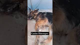 canine distemper virus last stages [upl. by Dunson]