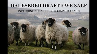 89th Annual Dalesbred Draft Ewe Sale 2020 [upl. by Gnaw]