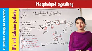 phospholipid signalling pathway in hindi  IP3 DAG pathway  in plants  signal transduction  GPCR [upl. by Meingoldas]