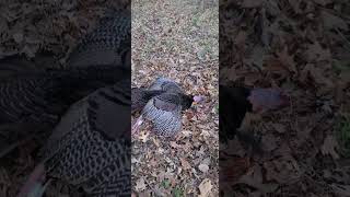 Opening day of Illinois Turkey Season April 15 2024 Long Beard Down turkeytour2024 [upl. by Tarsuss]