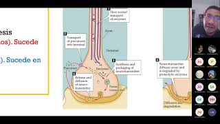 Síntesis de los neurotransmisores [upl. by Atik]