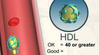 High Cholesterol and Your LDL and HDL Numbers [upl. by Aioj]