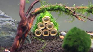 Shrimp Tank Setup Time lapse [upl. by Cassondra]