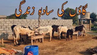 Village life Vlog Potha Sher Azad Kashmir  Potha Sher Tv [upl. by Arezzini995]