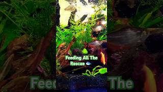 Feeding Rescue Fish In A Planted Cube Aquarium [upl. by Idnam]