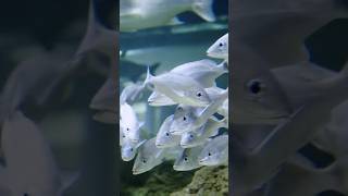 Sea Dentist fish facts ytshorts telugu youtubeshorts shorts [upl. by Einahpats915]