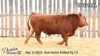 Davidson Gelbvieh Bull Lot DVE 148L sells Friday March 1 2024 [upl. by Stella260]