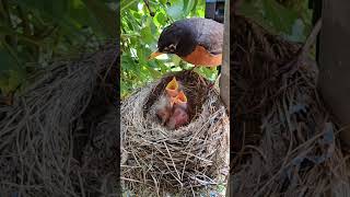 American Robin Dad Feeding Babies 💕 [upl. by Nirra]